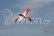 Revolution (1120 mm) ARF