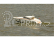 St. Tropez II ARR