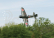 Top Flite Giant A6M Zero 2185mm 50-60ccm ARF