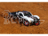 RC auto Traxxas Slash 1:10 OBA RTR, Mike Jenkins