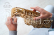 Ugears 3D dřevěné mechanické puzzle Hurdy-Gurdy