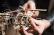 Ugears 3D dřevěné mechanické puzzle Létající stroje