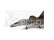 Academy MiG-29A Fulcrum A (1:48)