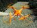 Dron Syma X8C, oranžová