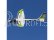 RC letadlo E-flite Conscendo 0.80m SAFE Select BNF Basic