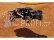 RC auto Traxxas Nitro Slayer 1:8 TQi RTR, modrá